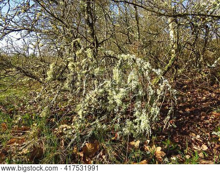 The Whims Of Spring Nature Freed From Winter Snow.
