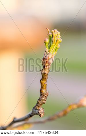 Bud Of Pyrus Calleryana Chanticleer Tree In Spring.