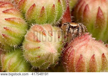 Jumping Spider Between Buds Like A Melon