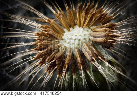 Dandelion Fluff Seeds And Water Drops In Close Up