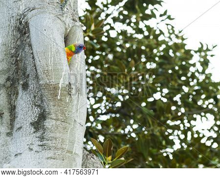 Curious Australian rainbow lorikeet  (Trichoglossus moluccanus) in the tree nest, seen in Melbourne, Victoria - Australia.