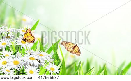 Horizontal banner with blooming chamomile flowers and two butterflies. Sunny summer background with camomile flower and Monarch butterfly. Copy space for text
