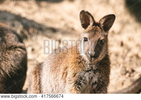 Red-necked wallaby full body portrait