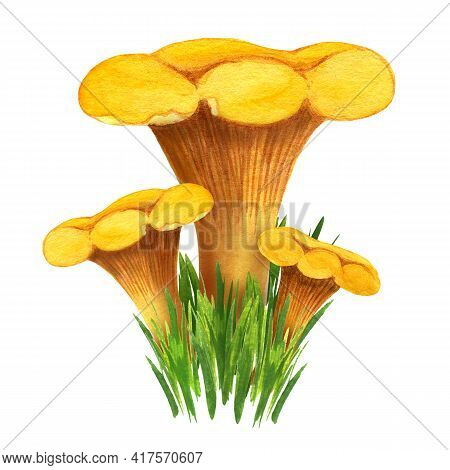 Golden Chanterelle Bunch In The Grass, Front View. Three Watercolor Girolles Set Isolated On White B