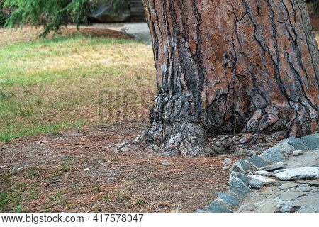 The Base Of The Trunk Of An Old Pine Tree In Park. Pinus Pinea, Also Known As The Italian Stone Pine