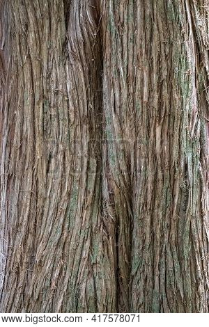 Juniper Tree Bark Texture. Natural Coniferous Bark Background. Juniperus Excelsa, Commonly Called Th