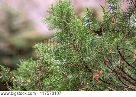 Leaves And Cones Of A Juniper Tree Evergreen. Juniperus Excelsa, Commonly Called The Greek Juniper