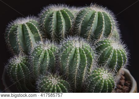 Close Up Notocactus Magnificus With Beautiful Lighting