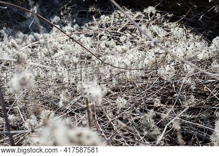 Fluffy Bush Landscape In A Sun Day In Spring