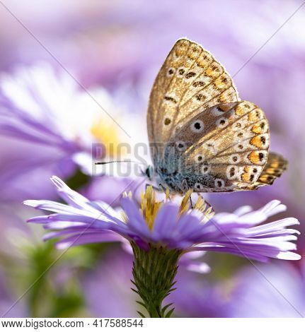 Aster flower with butterfly. Beautiful nature summer background. (Symphyotrichum novi-belgii) (Pararge aegeria)