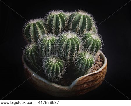 Close Up Notocactus Magnificus With Beautiful Lighting