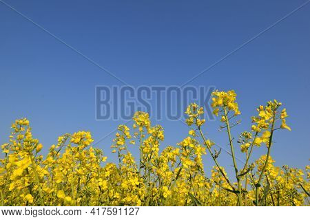Close Up On Yellow Flowers Of Rapeseed Growing In A Field Under Blue Sky