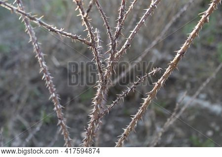 Park Rose Bush With Very Dense Thorns.
