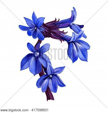 Lobelia Flowering Plants Isolated Digital Art Illustration. Blue Blooming Flower Buds. Lobelia Erinu