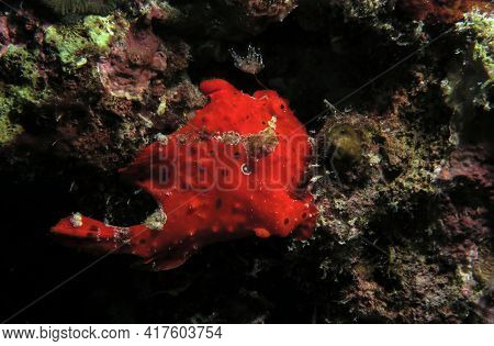 A Painted Frogfish Also Known As Antennarius Pictus Cebu Philippines