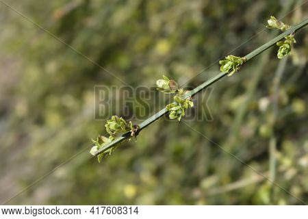 Winter Jasmine Leaves - Latin Name - Jasminum Nudiflorum