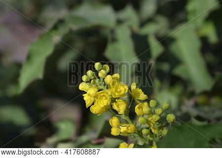 Oregon Grape - Latin Name - Berberis Aquifolium (mahonia Aquifolium)