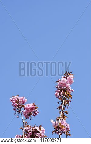 Japanese Flowering Cherry Kanzan Branches Against Blu Sky - Latin Name - Prunus Serrulata Kanzan