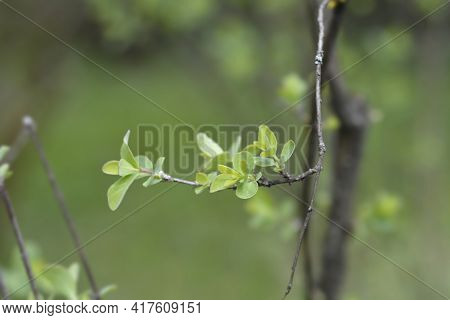 Small-leaved Honeysuckle Leaves - Latin Name - Lonicera Microphylla
