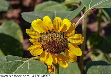 Sunflower With Green Bud Sunflower Blossom - Healthy Lifestyles, Ecology, Organic Farming, Smallhold