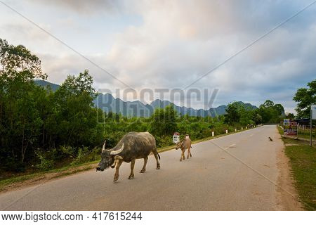 Buffalos In Phong Nha Vietnam