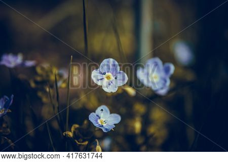 Macro Shot Of Beautiful The Little Blue Forget Me Not Flowers.
