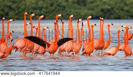 American Aka Caribbean Flamingos Phoenicopterus Ruber At The Lagoon Of Celestun, Yucatan, Mexico