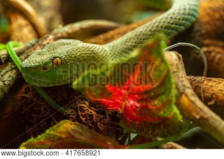 Head Of Asian Palm Pit Viper Trimeresurus And Yellow Eyes Disguised In Stones, Green Poisonous Snake