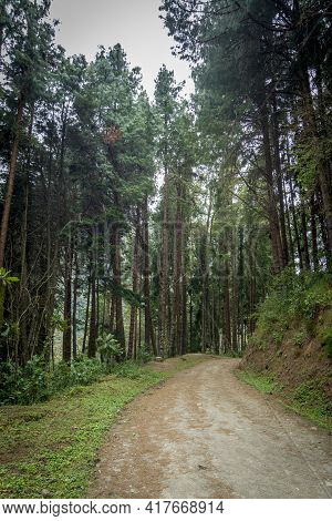 A Path In The Forest Of The Cocora Valley Surrounded By Tall Trees