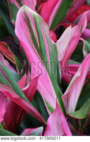 Close Up Of The Red, Green Black Color Foliage Of Ti-plant 'bolero' Plants