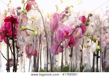Orchidea-Hintergrund