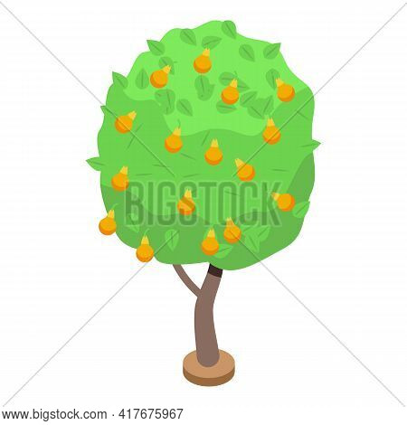 Yellow Pear Fruit Tree Icon. Isometric Of Yellow Pear Fruit Tree Vector Icon For Web Design Isolated