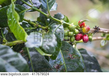 Coffee Plantation In The Quindio Region Of Colombia