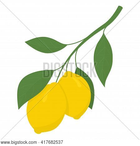 Two Yellow Lemons On A Branch. Lemon Is A Sour Fruit High In Vitamin C. Vector Illustration