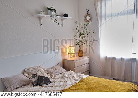 A Cat On A Bed Next To A Chest Of Drawers In A Home Interior, A Night Light Next To A Window. Plants