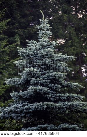 A Blue Spruce Tree (picea Pungens)