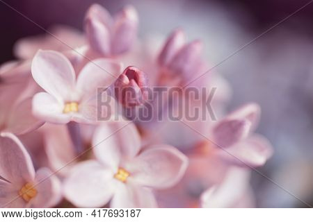 Bouquet Of Lilac Flowers, Soft, Watercolor And Out Of Focus