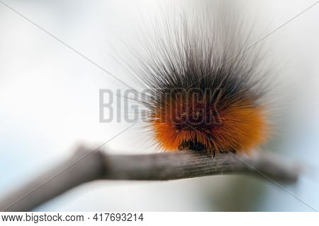 Hairy Orange Caterpillar Crawl On The Dry Branch