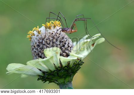 Long-legged Spider On Echinacea Flower In Green Background