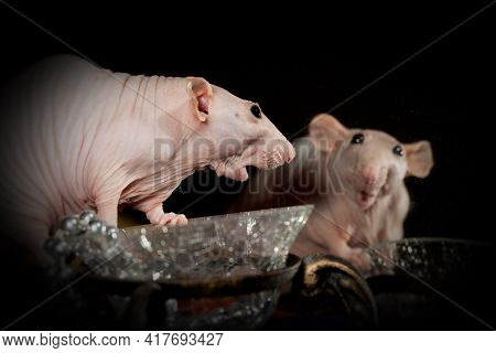 The Naked Pink Rat Is Surprised To See Himself In The Mirror