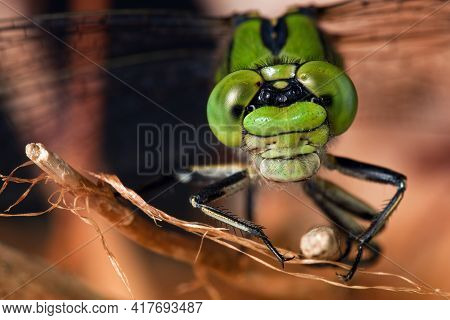 Green With Big Eyes Dragonfly On Dry Branch In A Brown Background