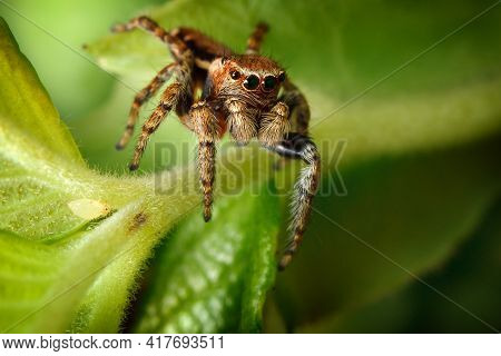 Jumping Spider And The Little Aphis On The Nice Green Leaf