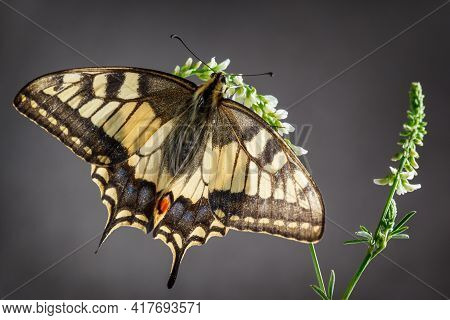 Old World Swallowtail Butterfly Sitting On The Plant