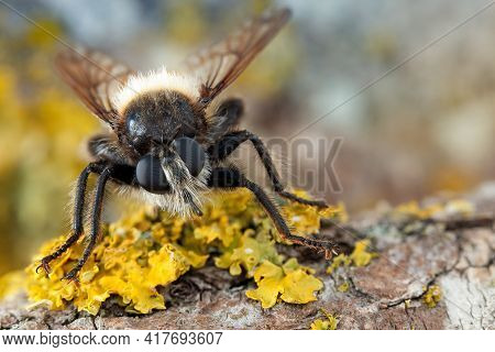 Fly With Big Eyes And A Hairy Face On The Yellow Lichens