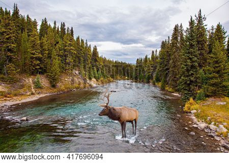 Autumn travel to Canada. Rocky Mountains of Canada. Cloudy day on a mountain lake. Magnificent branched deer came to a watering hole to a mountain stream