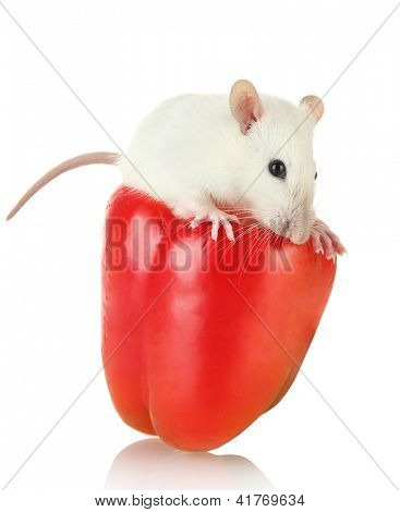 재미 있는 작은 쥐 papper, 흰색 절연