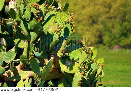 Prickley Pear Cacti Plants On An Arid Hillside Overlooking A Lush Field Surrounded By A Riparian Dec