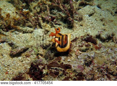 Front View Of A Chromodoris Joshi Nudibranch Crawling On Rocks Boracay Island Philippines