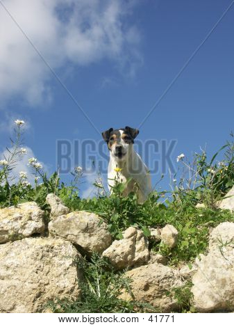 Dog1