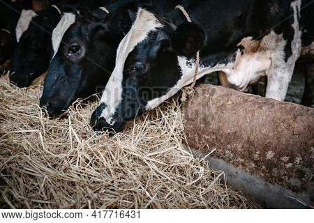 Cow Feeding Grazing Grass In Dairy Cattle Farm, Business Livestock And Agriculture Entrepreneur. Dai